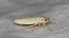 Cofana spectra