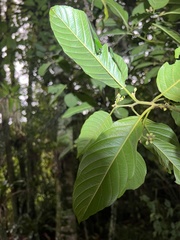 Frangula sphaerosperma