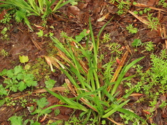 Carex hendersonii
