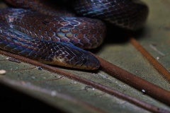 Atractus dunni