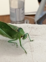 Stilpnochlora azteca