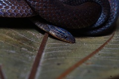Atractus dunni