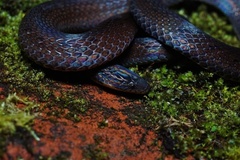 Atractus dunni
