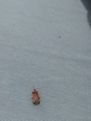 Aspisoma physonotum