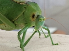 Stilpnochlora azteca