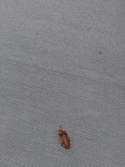 Aspisoma physonotum