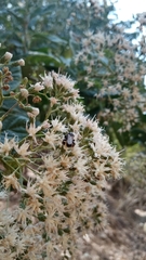 Cephalotrigona eburneiventer