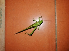Stilpnochlora azteca