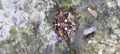 Thelacantha brevispina