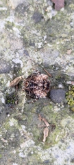 Thelacantha brevispina