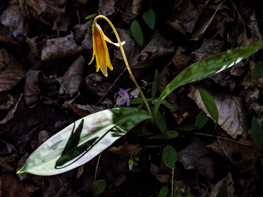 yellow trout lily (Flowers of the White Mountains, NH) · iNaturalist