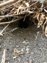 Aplodontia rufa nigra