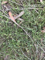 Asperula conferta