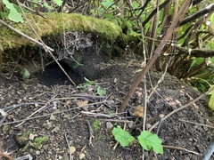 Aplodontia rufa nigra