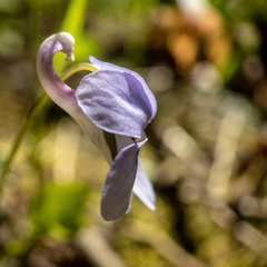 Viola rostrata