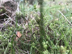 Asperula conferta