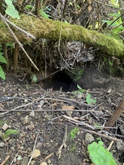 Aplodontia rufa nigra