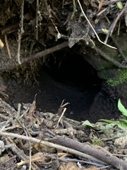 Aplodontia rufa nigra