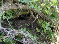 Aplodontia rufa nigra