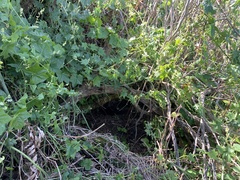 Aplodontia rufa nigra