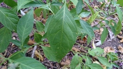 Hypoestes floribunda