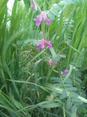 Vicia pannonica