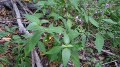 Hypoestes floribunda