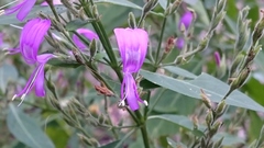 Hypoestes floribunda