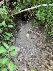 Aplodontia rufa nigra