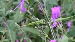 Hypoestes floribunda