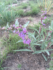 Penstemon secundiflorus