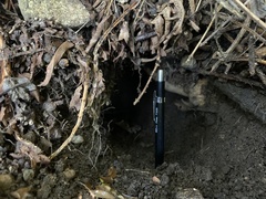 Aplodontia rufa nigra