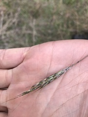 Bothriochloa macra