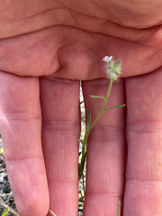 Cryptantha muricata denticulata