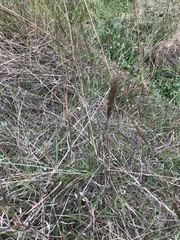Bothriochloa macra