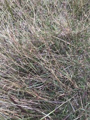 Bothriochloa macra