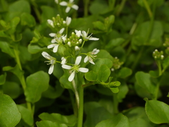 Cardamine rotundifolia