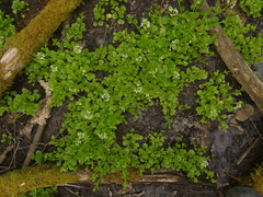 Cardamine rotundifolia