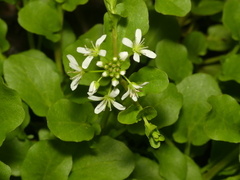 Cardamine rotundifolia