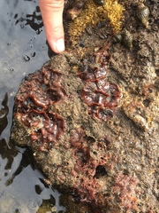 Watersipora subtorquata