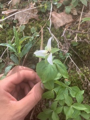 Trillium simile