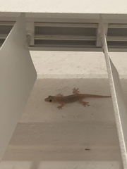 Hemidactylus frenatus