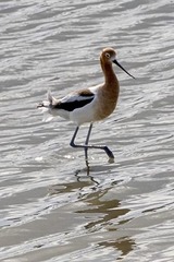 Recurvirostra americana