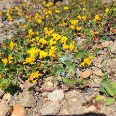 Acmispon junceus biolettii