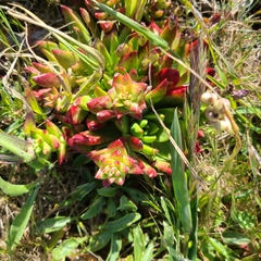 Dudleya caespitosa