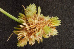 Cyperus acuminatus
