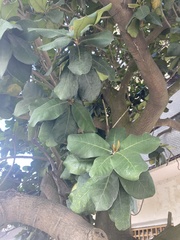 Palaquium