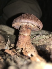 Cortinarius squamulosus