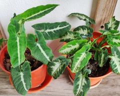 Syngonium wendlandii