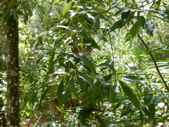 Morella cerifera image